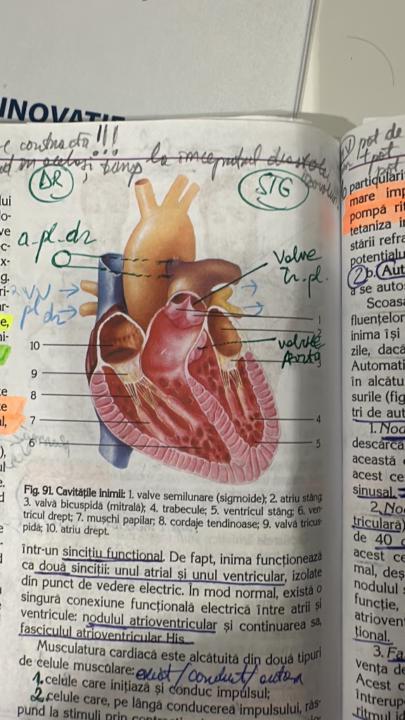 Calin-Andrei Mitrache