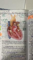 Calin-Andrei Mitrache