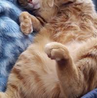 Christian Castro Dominguez