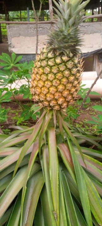 Permaculture... How fish can transform your farm 