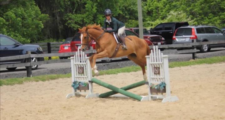 Areion Horse Training