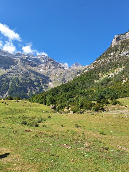 Andu Apella