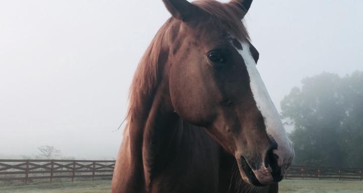 Horse Basics 101