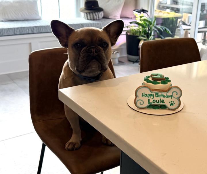 🎉🐾 Happy 2‑Year “Bark‑Day” to Louie – the OG French Bulldog Legend! 🐾🎉