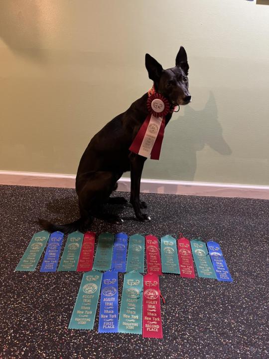 Great End to Our Agility Season