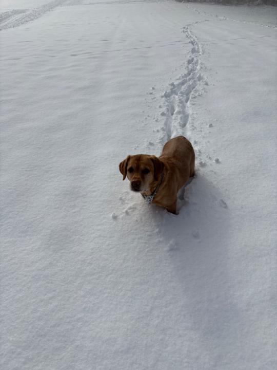 Stefanie Ehrnsperger