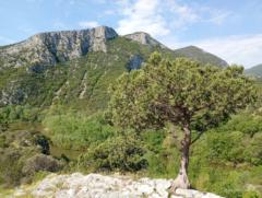 Andreas Petermaier