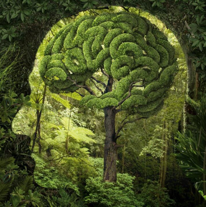 The Biochemistry of Regeneration and Detoxification