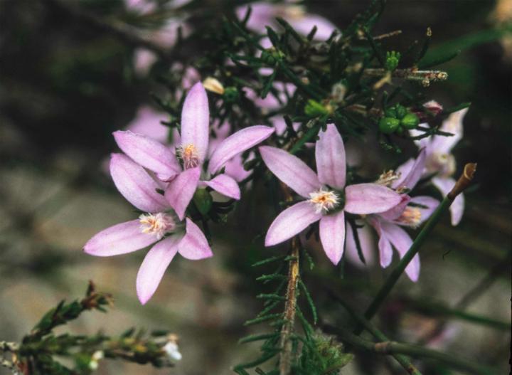  Знаеш ли, че  Изобилието е баланс между даване и получаване