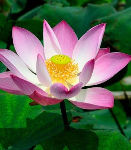 Заземяване 🌿Присъствие 🌿 Тук и Сега