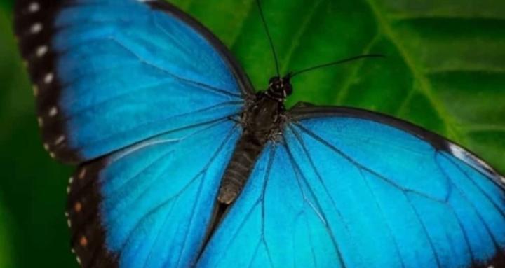 MercyBKAutismandGardeningINC
