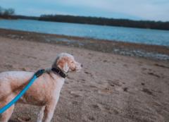 Bobbie Lanham Lanham