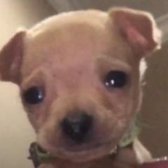 Tigran Mkrtchyan ghazaryan