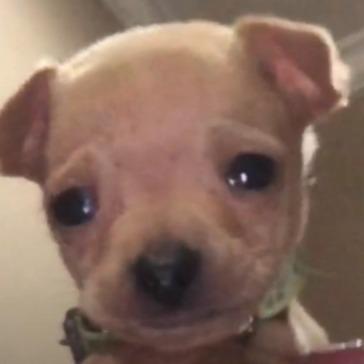 Tigran Mkrtchyan ghazaryan