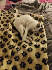 Miguel Ibáñez Martínez