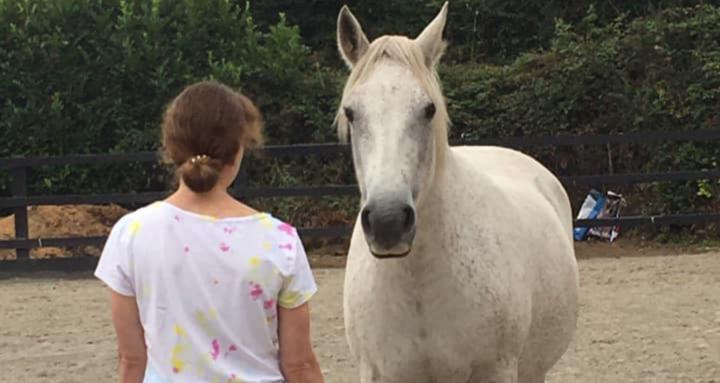 Horses Connect