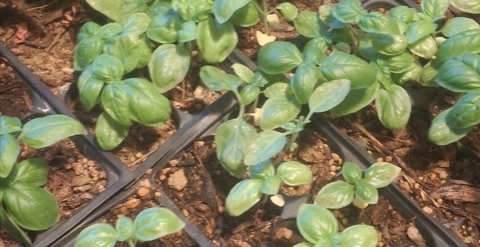 Basil basics