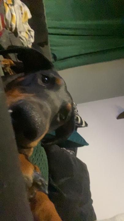 Mylo Stafford
