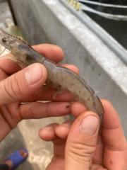 Nông trại Tuấn Hằng