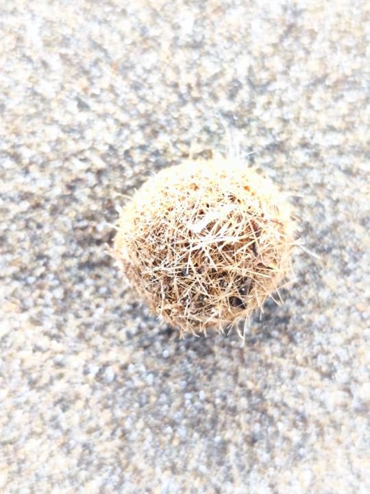 Alicja Borowik-Korzeniewska