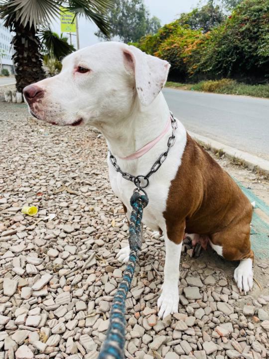 Evelyn Patricia Nuñez Lazo