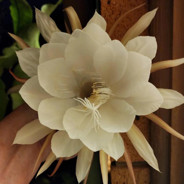 Anne Trotter