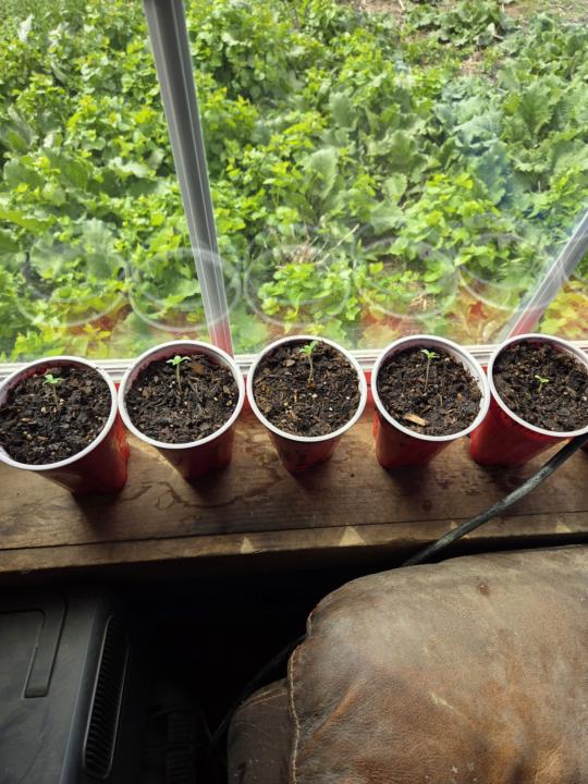 Start of this year's grow. 
