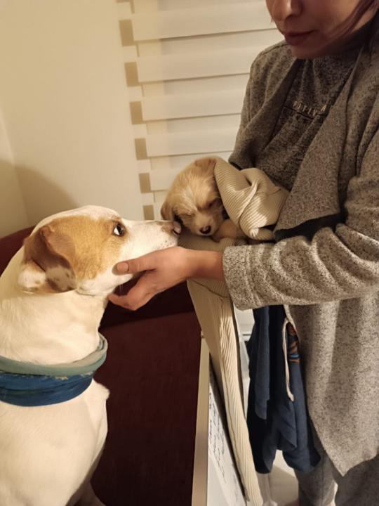 Carla Tapia Norambuena