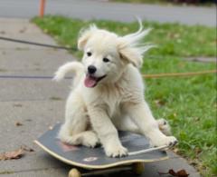 AI-powered Pups