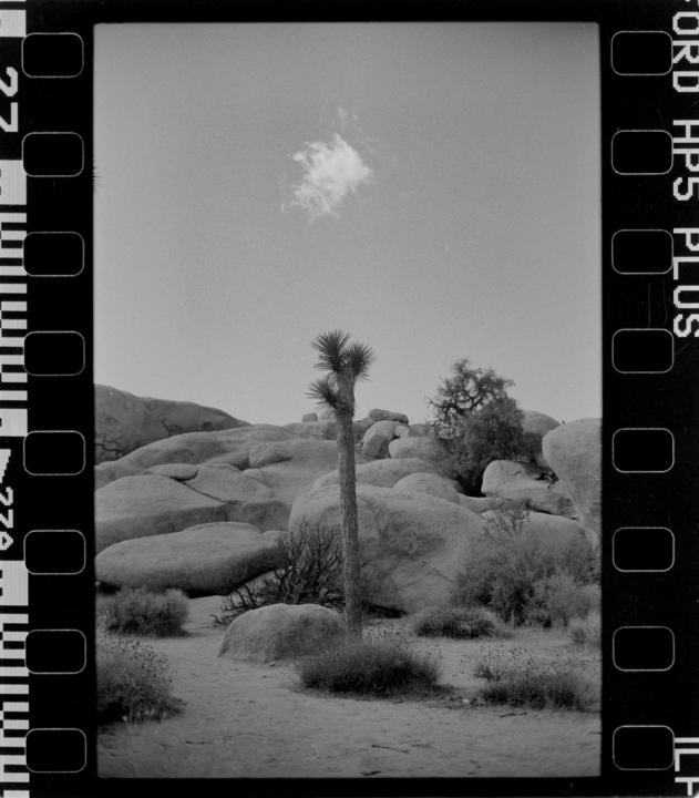 Joshua Tree