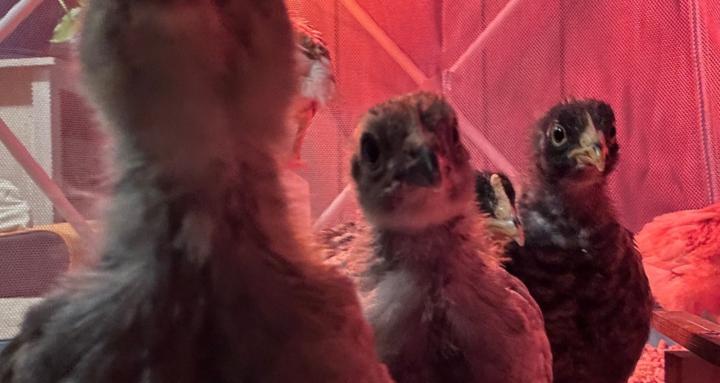 Backyard Chickens