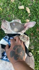 Pacman Bullys