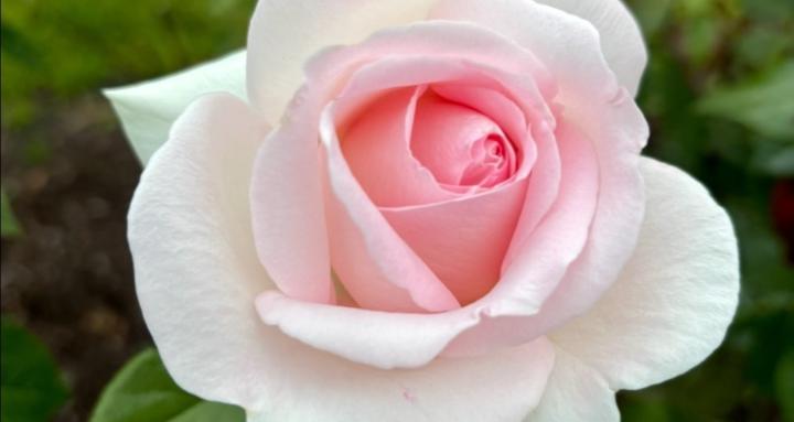 Rain of Roses Collective