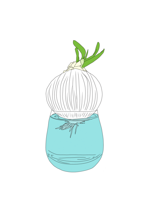 Growth 🧅 🌱 
