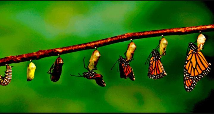 EliteTransformationCoaching