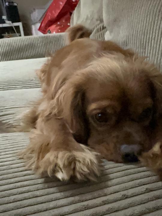 Passion for our Pets