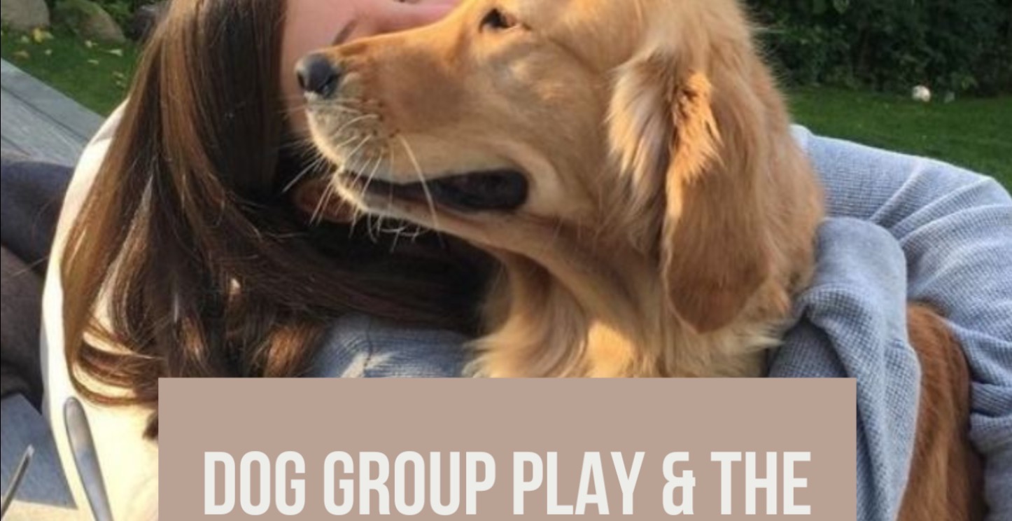 Dog Group Play & The Behaviours To Avoid