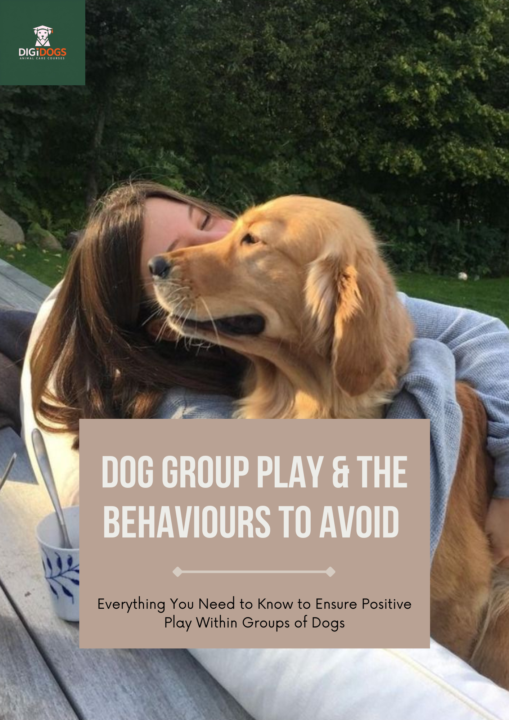 Do you want to know more about dog behaviour?
