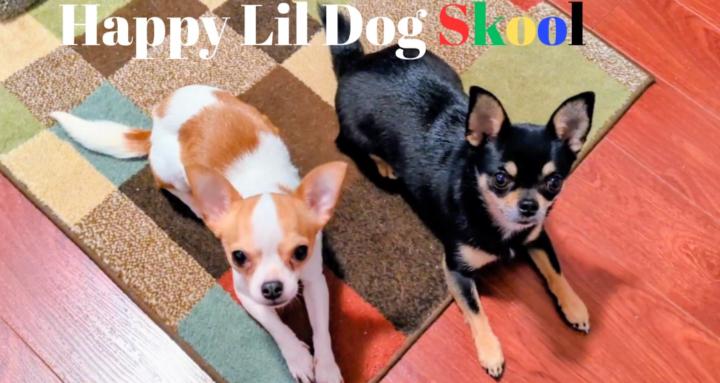 Happy Lil Dog Husbandry Skool