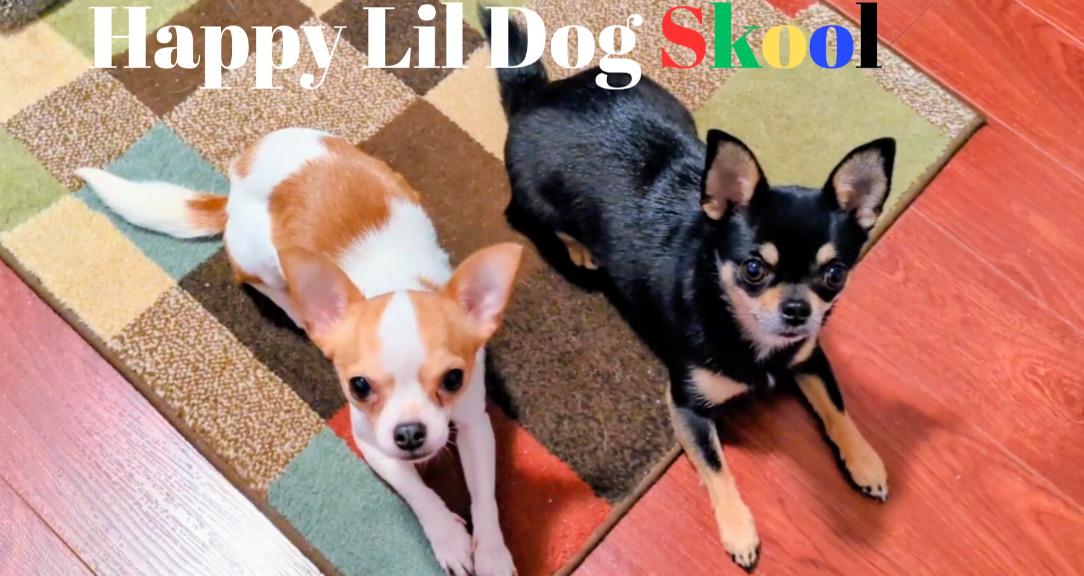 Happy Lil Dog Husbandry Skool