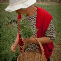 Maria de lourdes Esquivel barcenas