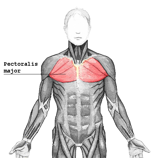 TU PECTORAL NO QUIERE MÁS, QUIERE MEJOR!