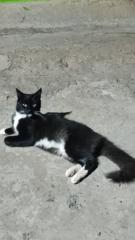 Jaeddson Jeannick Sanchez Arana