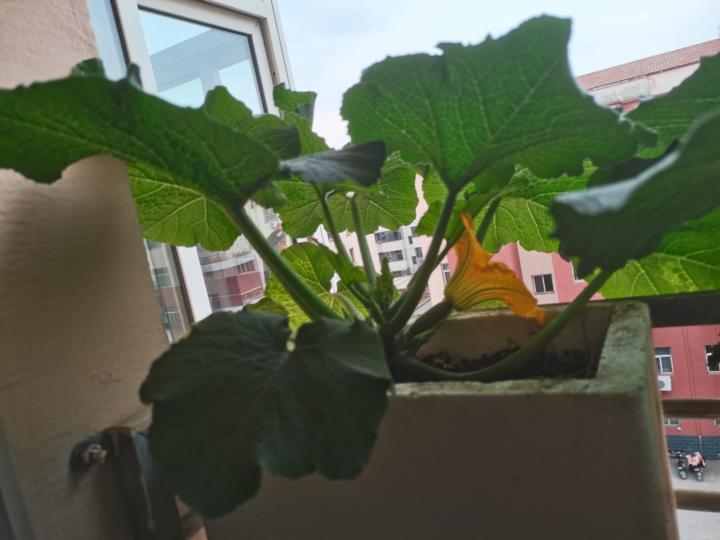 西葫芦开花了