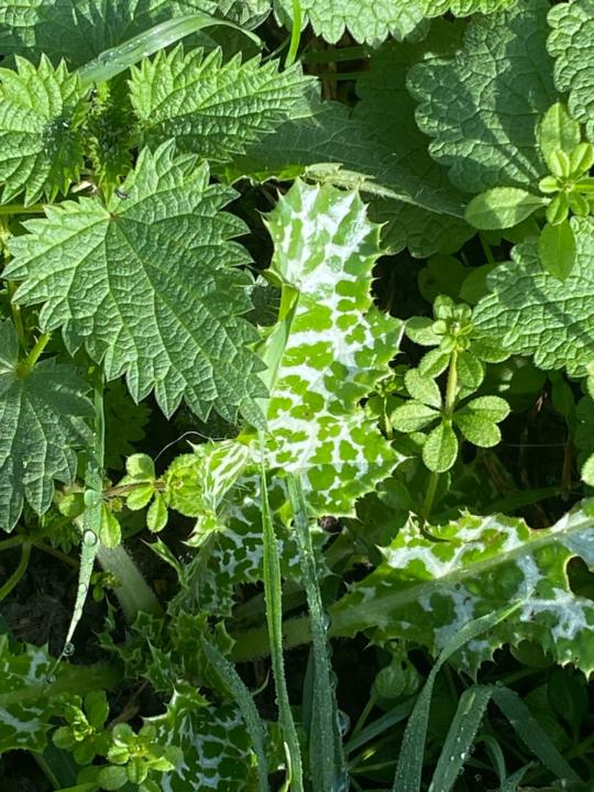The Spiral Path ~ Reawakening the Ancestral Heart Through the Medicine of Plants"