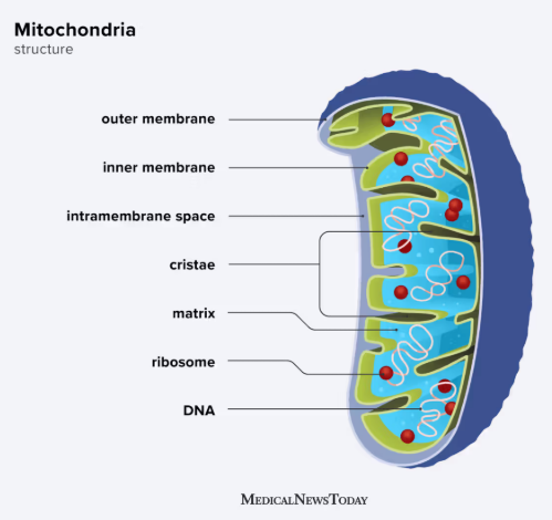 What is Mitocondria