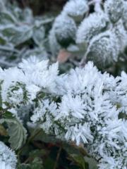 Anne Hilgendorf-Ninnig