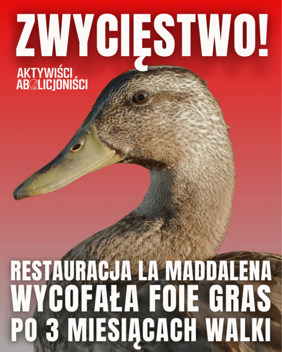 Sukces dla kaczek i gęsi