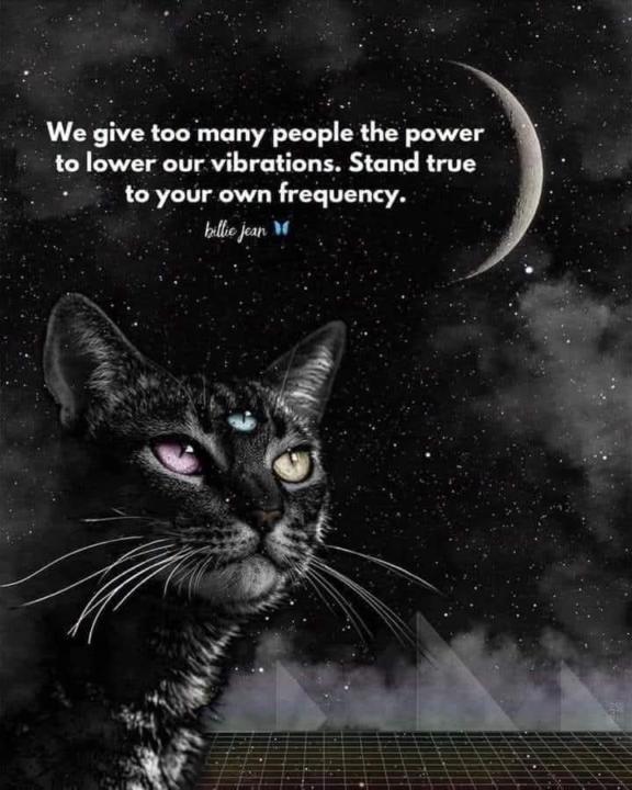 🐈‍⬛🫶🏻