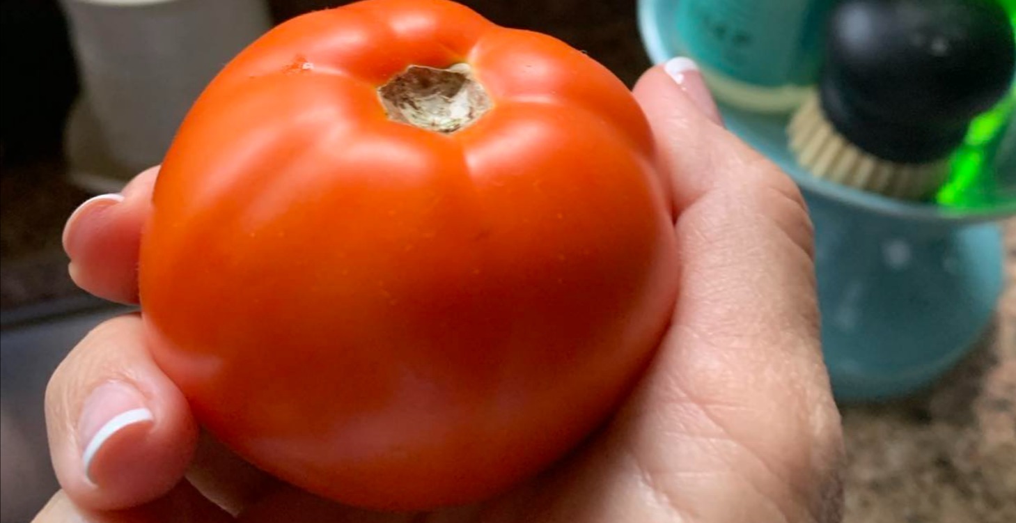 🍅 Growing Tomatoes In Central Florida
